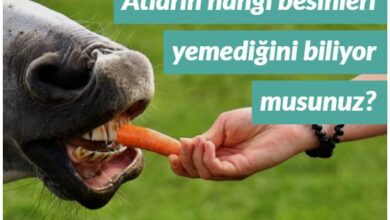 atlar ne yer ne yemez
