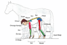 at ve insan anatomisi