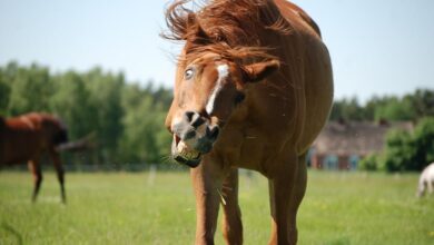 pony nedir? en sevilen pony atları hangileridir