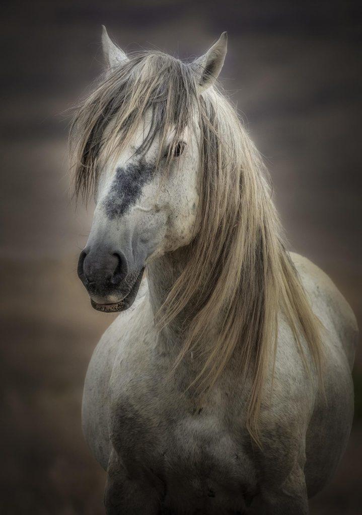 mustang atı