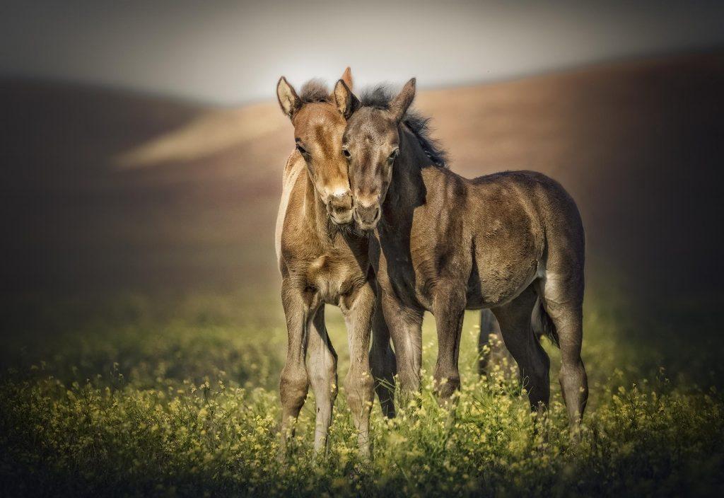 mustang atları