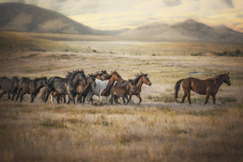 Onaqui Dağlarında Vahşi Mustang Atlar