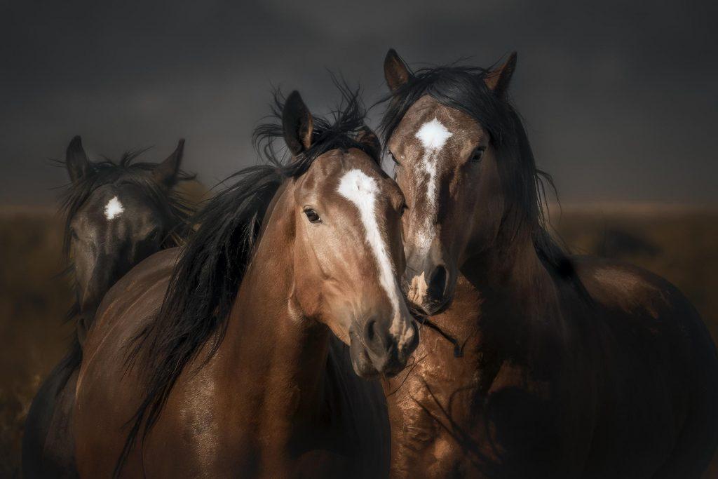 en güzel mustang at