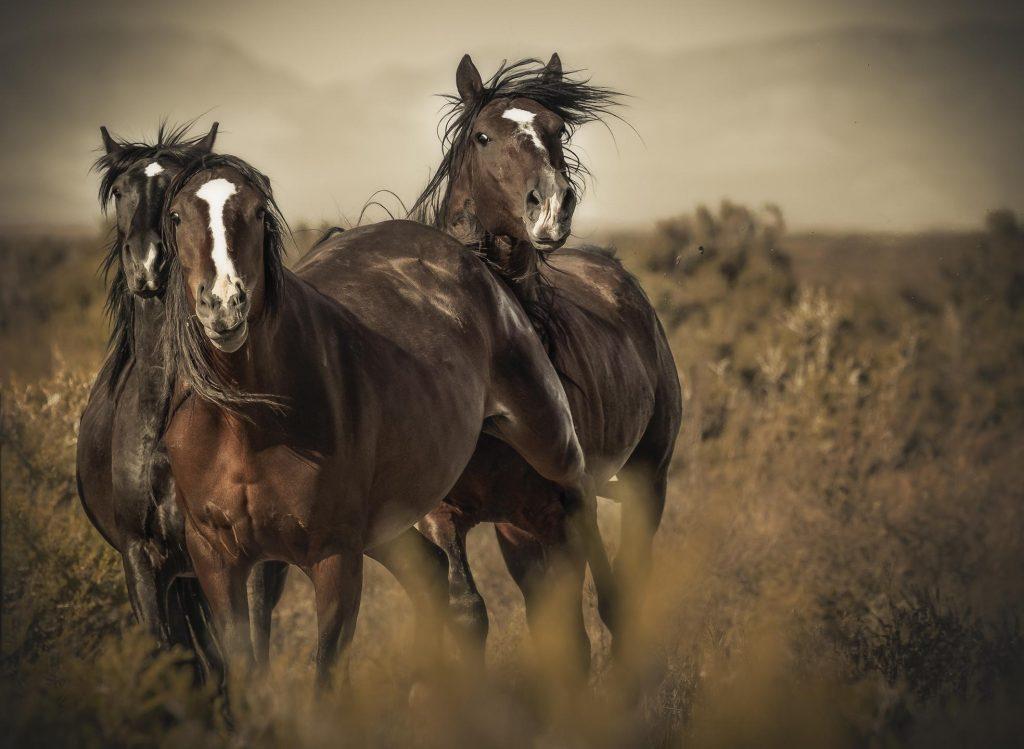 mustang atları fotoğrafları