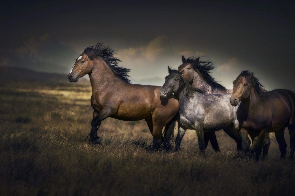 onaqui dağında vahşi mustang atları