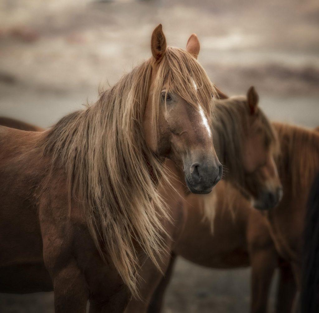 vahşi mustang atı