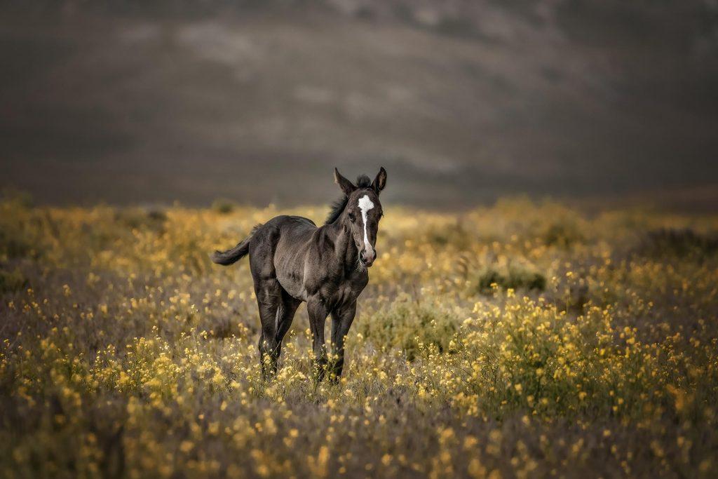 mustang atlar