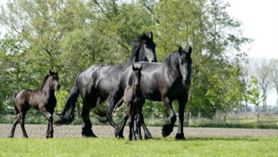 Friesian Atı: Avrupa’nın Siyah İncisi 5