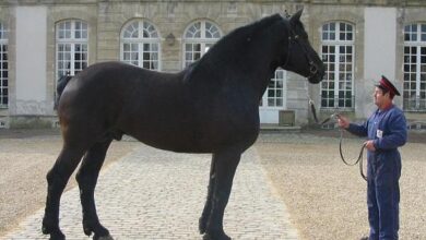 Percheron Atı, Özellikleri ve Kullanım Alanları 8