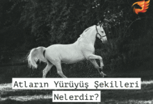 Atların Yürüyüş Şekilleri - Adeta, Süratli, Dörtnal 6