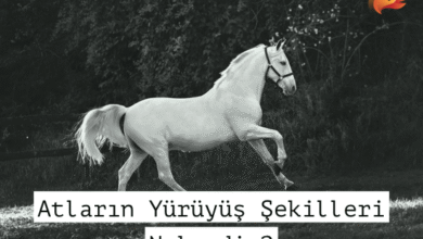 Atların Yürüyüş Şekilleri - Adeta, Süratli, Dörtnal 2