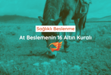 Sağlıklı At Beslemenin 16 Altın Kuralı 11