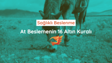 Sağlıklı At Beslemenin 16 Altın Kuralı 11