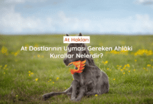 at hakları ve hayvan hakları nelerdir