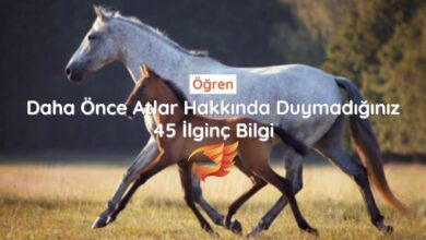 Atlar Hakkında Kısa Kısa 45 İlginç Bilgi - Bilmeniz Gereken Her Şey 2