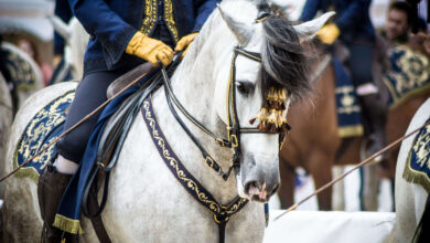 lipizzan atı