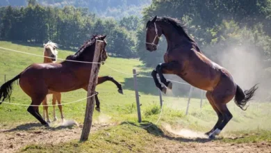 At Davranışları: Normal ve Anormal Davranışlar ve Çözümleri 28